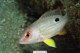 Image result for Lutjanus jocu