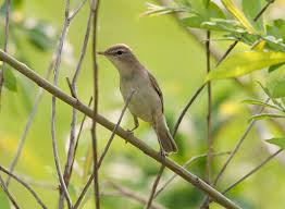 Image result for Hippolais caligata