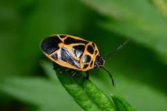 Attēlu rezultāti vaicājumam “Eurydema dominulus imago”