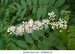 Attēlu rezultāti vaicājumam “Sorbaria sorbifolia bud”