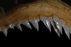 Image result for Carcharhinus acronotus