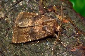 Attēlu rezultāti vaicājumam “Rusina ferruginea”