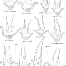 Attēlu rezultāti vaicājumam “Didymodon rigidulus sporophyte”
