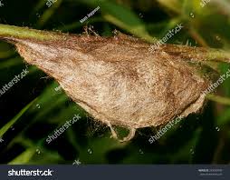 Attēlu rezultāti vaicājumam “Phylloneta cocoon”