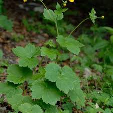 Attēlu rezultāti vaicājumam “Ranunculus lanuginosus bud”