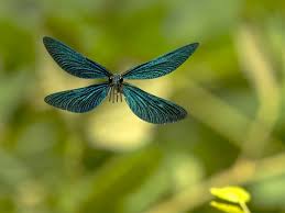 Attēlu rezultāti vaicājumam “Calopteryx virgo male”
