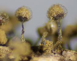 Attēlu rezultāti vaicājumam “Cribraria macrocarpa”