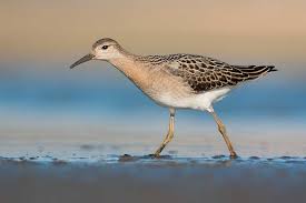 Attēlu rezultāti vaicājumam “Philomachus pugnax”