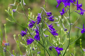 Image result for Consolida ajacis oder Consolida regalis