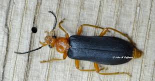 Attēlu rezultāti vaicājumam “Pyrochroidae”