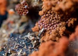 Attēlu rezultāti vaicājumam “Metatrichia sp.”