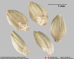 Attēlu rezultāti vaicājumam “Setaria viridis fruit”