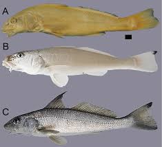 Image result for Menticirrhus saxatilis