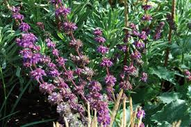 Attēlu rezultāti vaicājumam “Salvia verticillata”