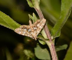 Attēlu rezultāti vaicājumam “Elophila nymphaeata”