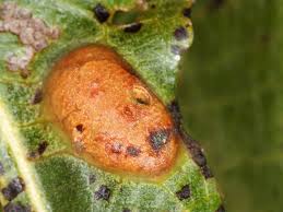 Attēlu rezultāti vaicājumam “Pontania proxima”