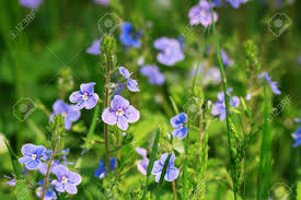 Attēlu rezultāti vaicājumam “Veronica chamaedrys flower”