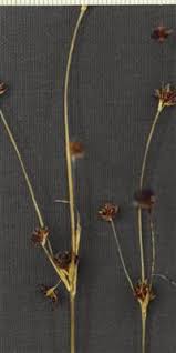 Attēlu rezultāti vaicājumam “Juncus alpinoarticulatus leaf”