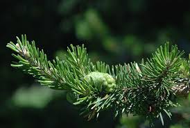 Attēlu rezultāti vaicājumam “Pinus banksiana”