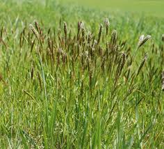 Attēlu rezultāti vaicājumam “Anthoxanthum odoratum fruit”