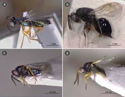Attēlu rezultāti vaicājumam “Diplolepis eglanteriae”