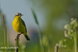 Attēlu rezultāti vaicājumam “Motacilla flava flava adult”