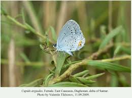 Attēlu rezultāti vaicājumam “Everes argiades female”