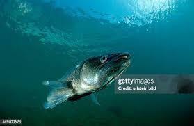 Image result for Sander lucioperca