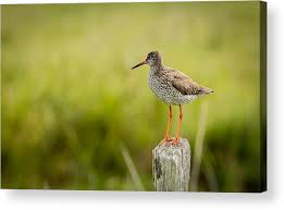 Attēlu rezultāti vaicājumam “Tringa totanus”