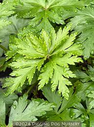 Attēlu rezultāti vaicājumam “Geranium pratense leaf”