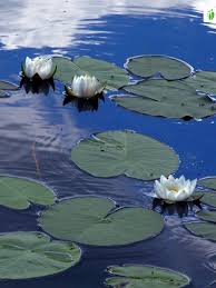 Attēlu rezultāti vaicājumam “Nymphaea alba flower”