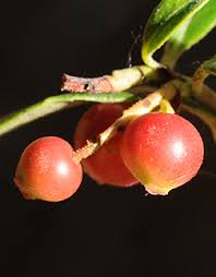 Attēlu rezultāti vaicājumam “Vaccinium vitis-idaea fruit”
