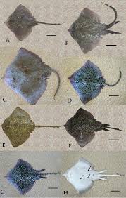 Image result for Raja straeleni