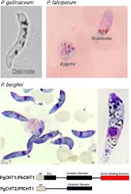 Attēlu rezultāti vaicājumam “Oligonema favogineum plasmodium”