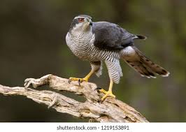 Attēlu rezultāti vaicājumam “Accipiter gentilis adult”