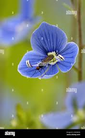 Attēlu rezultāti vaicājumam “Veronica chamaedrys flower”