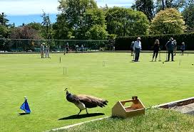 Image result for Knighton Victoria Bowls Club