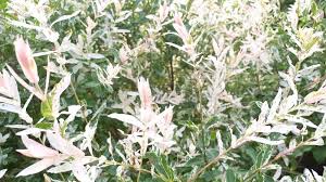 Attēlu rezultāti vaicājumam “Salix repens subsp. rosmarinifolia flower”