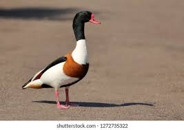 Attēlu rezultāti vaicājumam “Tadorna tadorna male”