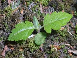 Attēlu rezultāti vaicājumam “Sorbus intermedia leaf”