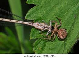 Attēlu rezultāti vaicājumam “Xysticus bifasciatus”