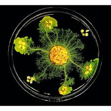 Attēlu rezultāti vaicājumam “Physarum obscurum sessile”