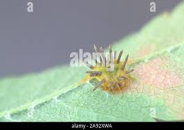 Attēlu rezultāti vaicājumam “Gymnosporangium cornutum”