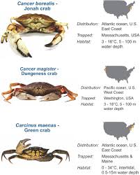 Image result for Cancer borealis