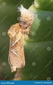 Attēlu rezultāti vaicājumam “Hepialus sylvina”