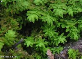 Attēlu rezultāti vaicājumam “Anomodon”