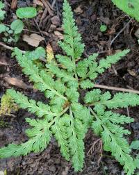 Attēlu rezultāti vaicājumam “Botrychium matricariifolium”