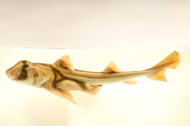 Image result for Heterodontus portusjacksoni