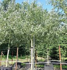 Attēlu rezultāti vaicājumam “Populus alba Nivea”