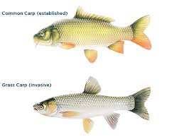 Image result for Cyprinus multitaeniatus